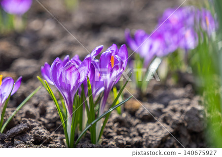 Vibrant purple crocus flowers blooming in the dark soil during early spring, captured with a shallow depth of field to highlight the delicate petals against a blurred garden scene 140675927