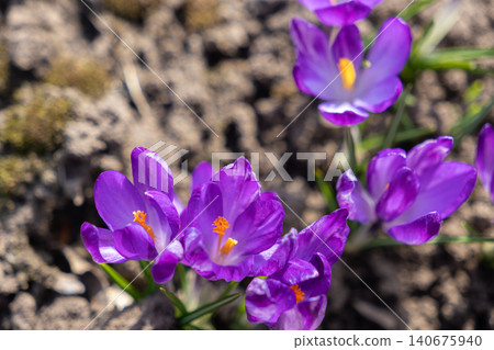 Purple crocus flowers bloom in a sunny garden bed during spring with soft depth of field, representing seasonal renewal, natural beauty, and the refreshing arrival of warm weather 140675940