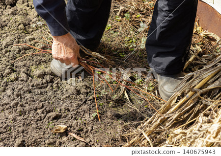 A gardener clears dry branches from rich brown soil in a backyard patch during spring preparation to cultivate fresh organic vegetables and vibrant flowers for a home garden 140675943