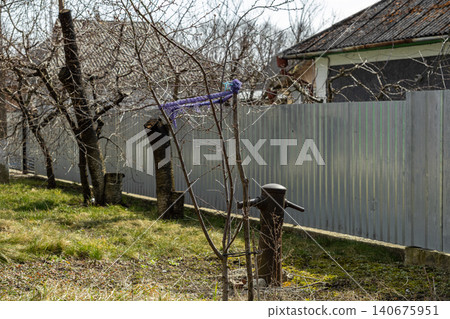 Young tree with purple ribbon tied to a metal stake near a steel corrugated fence in a rural village backyard garden, evoking a sense of spring growth and quiet countryside life Young tree with purple ribbon tied to a metal stake near a steel corrugated fence in a rural village backyard garden, evoking a sense of spring growth and quiet countryside life 140675951
