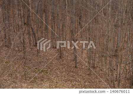 A dense cluster of leafless deciduous trees stands in a forest covered with brown fallen leaves, evoking a quiet late autumn or early winter landscape with a moody natural tone 140676011