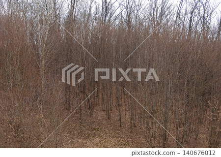 Dense deciduous forest in late autumn with barren branches reaching toward a grey sky, creating a somber mood and natural texture for seasonal landscape projects and wilderness Dense deciduous forest in late autumn with barren branches reaching toward a grey sky, creating a somber mood and natural texture for seasonal landscape projects and wilderness 140676012
