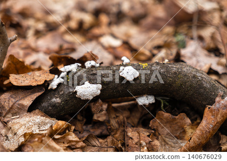 White fungus growing on a dark tree branch surrounded by dry fallen autumn leaves on the ground, capturing the detailed texture of woodland decomposition in a quiet forest setting 140676029