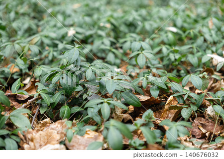 Vibrant green Vinca minor leaves cover the forest floor with fallen autumn foliage, creating a lush carpet that symbolizes natural resilience and the serene beauty of the wild Vibrant green Vinca minor leaves cover the forest floor with fallen autumn foliage, creating a lush carpet that symbolizes natural resilience and the serene beauty of the wild 140676032