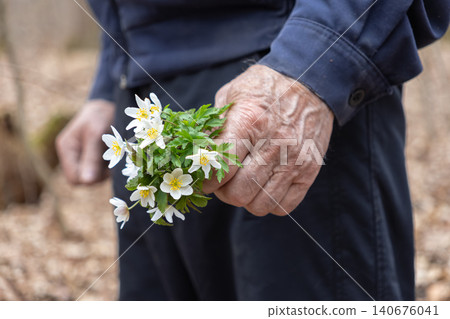 An aged hand gently holds a delicate bouquet of white wood anemone flowers in a lush forest, evoking a deep connection with nature, springtime renewal, and the beauty of time An aged hand gently holds a delicate bouquet of white wood anemone flowers in a lush forest, evoking a deep connection with nature, springtime renewal, and the beauty of time 140676041
