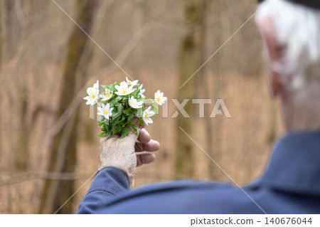 A senior person gently holds a small bunch of delicate white wood anemones in the forest during early spring, representing a peaceful connection with nature and seasonal renewal A senior person gently holds a small bunch of delicate white wood anemones in the forest during early spring, representing a peaceful connection with nature and seasonal renewal 140676044