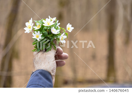 A mature person holding a small bunch of wild wood anemone flowers against a soft woodland background, representing the seasonal arrival of spring and a deep connection with nature A mature person holding a small bunch of wild wood anemone flowers against a soft woodland background, representing the seasonal arrival of spring and a deep connection with nature 140676045