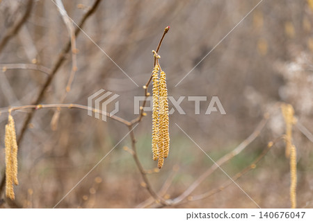 Hazel catkins hang from delicate tree branches in a sunny forest, marking the early arrival of spring and seasonal awakening with soft golden textures in a peaceful natural setting 140676047