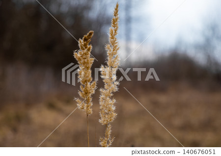 Two stalks of dried wild grass sway gently in a field during late autumn, creating a calm atmosphere that emphasizes natural beauty and the quiet transition of seasonal landscapes Two stalks of dried wild grass sway gently in a field during late autumn, creating a calm atmosphere that emphasizes natural beauty and the quiet transition of seasonal landscapes 140676051