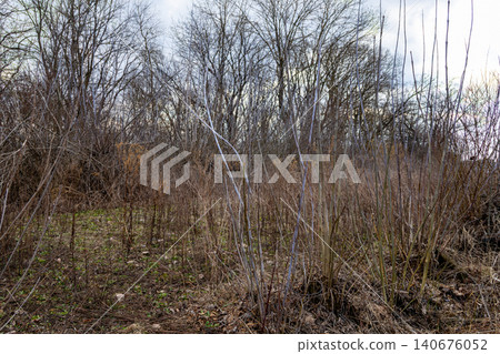 Bare leafless trees and withered brush in a dormant woodland landscape during early spring, evoking a sense of quiet stillness and the natural transition of the seasonal cycle 140676052