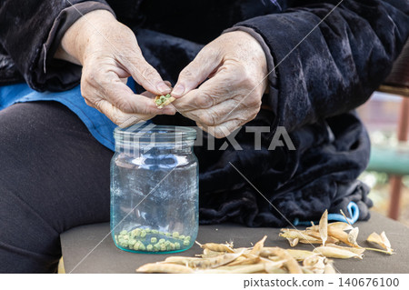 Senior hands shelling dried green peas into a glass jar, showing traditional food preparation and sustainable living habits with organic produce in a rustic seasonal home setting 140676100