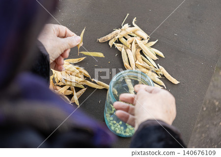Person shelling dry green peas from pods into a glass jar outdoors, focusing on traditional food preparation and seasonal harvesting work in a rustic rural kitchen and farm setting Person shelling dry green peas from pods into a glass jar outdoors, focusing on traditional food preparation and seasonal harvesting work in a rustic rural kitchen and farm setting 140676109
