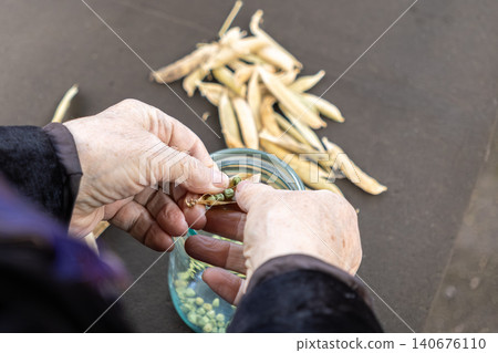 An elderly person carefully shells dried green peas into a glass jar on a wooden table to highlight traditional manual food preparation techniques and slow living values today An elderly person carefully shells dried green peas into a glass jar on a wooden table to highlight traditional manual food preparation techniques and slow living values today 140676110