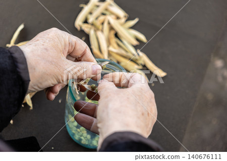 Senior hands shelling dried pea pods into a glass jar on a dark table surface, capturing the authentic process of preparing organic homegrown legume seeds for winter food storage Senior hands shelling dried pea pods into a glass jar on a dark table surface, capturing the authentic process of preparing organic homegrown legume seeds for winter food storage 140676111