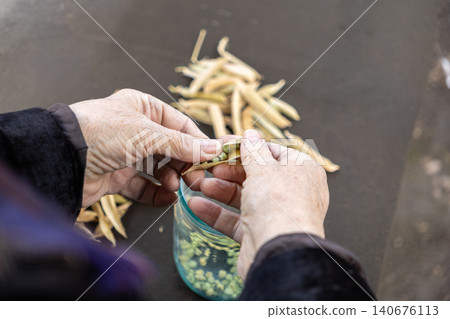 Elderly hands shelling green peas from dry pods into a glass jar for traditional winter food preparation, showing a focus on healthy home cooking and organic sustainable agriculture 140676113