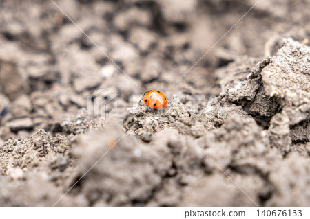 Macro shot of a red ladybug walking across dry textured earth, capturing the beauty of nature and the tiny resilient creature in an arid environment with a soft blurry background Macro shot of a red ladybug walking across dry textured earth, capturing the beauty of nature and the tiny resilient creature in an arid environment with a soft blurry background 140676133