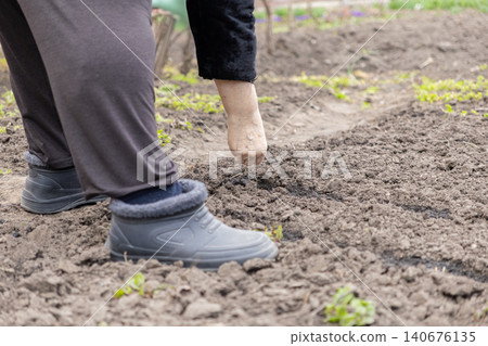 A senior gardener carefully plants organic seeds into the dark soil of a spring vegetable patch, showcasing sustainable agriculture and a healthy rural lifestyle in the outdoors 140676135