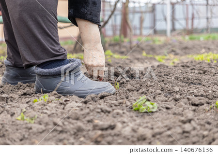 A senior person plants seeds into dark garden soil while wearing waterproof winter footwear, representing spring preparation, sustainable agriculture, and traditional rural gardening 140676136
