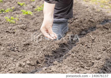 Close-up hand dropping small seeds into a furrow of dark soil in a spring garden, illustrating the start of the planting season and the concept of sustainable organic home farming 140676137