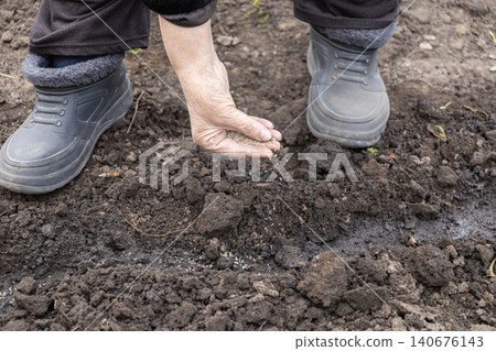 Person sows small seeds into dark fertile soil in an outdoor garden, demonstrating agricultural planting techniques for seasonal crop cultivation during the early spring planting time 140676143
