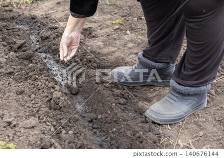 An older person sows small seeds in a fresh soil furrow during spring gardening, demonstrating a traditional farm activity that promotes organic self-sufficiency and rural life 140676144