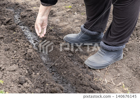 An elderly person wearing boots plants small seeds by hand into fertile moist soil in a vegetable garden, highlighting sustainable spring agriculture and home farming traditions 140676145