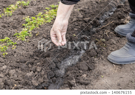 A senior person carefully sowing small seeds into wet dark soil within a furrow for gardening, illustrating the start of vegetable cultivation during a productive spring season today A senior person carefully sowing small seeds into wet dark soil within a furrow for gardening, illustrating the start of vegetable cultivation during a productive spring season today 140676155