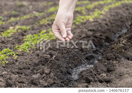 A senior hand sows small seeds into dark soil furrows in a garden bed, depicting a traditional spring planting activity that highlights sustainable growth, agriculture, and farming A senior hand sows small seeds into dark soil furrows in a garden bed, depicting a traditional spring planting activity that highlights sustainable growth, agriculture, and farming 140676157