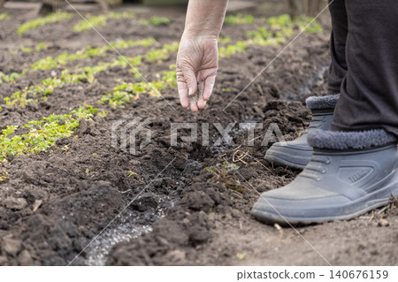 A senior gardener carefully plants organic seeds into a fertile soil row at the vegetable farm, highlighting sustainable cultivation practices for healthy food production growth 140676159