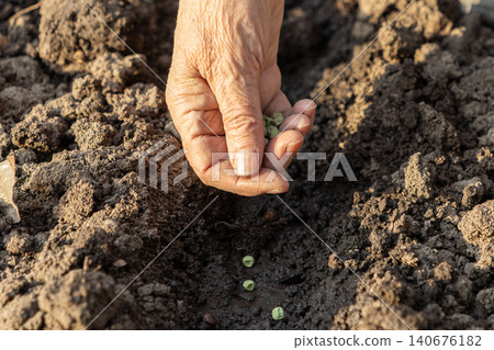 A senior gardener carefully plants green peas into dark fertile soil in a sunny garden bed, reflecting sustainable agriculture practices and the joy of seasonal home cultivation A senior gardener carefully plants green peas into dark fertile soil in a sunny garden bed, reflecting sustainable agriculture practices and the joy of seasonal home cultivation 140676182