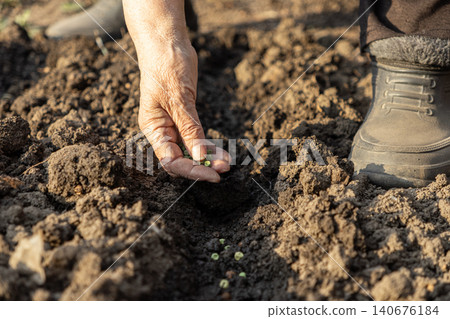 An elderly person carefully plants small green seeds into a deep dark soil furrow in a sunny garden bed, reflecting the seasonal tradition of cultivating fresh organic vegetable crops 140676184