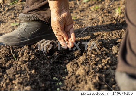 A senior person plants small seeds into dark fertile soil by hand to emphasize sustainable farming practices and the home gardening lifestyle for growth, cultivation, and food A senior person plants small seeds into dark fertile soil by hand to emphasize sustainable farming practices and the home gardening lifestyle for growth, cultivation, and food 140676190