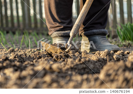 A gardener uses a handheld hoe to till soil in a backyard vegetable patch during spring, capturing the essence of sustainable home food production and careful agricultural work A gardener uses a handheld hoe to till soil in a backyard vegetable patch during spring, capturing the essence of sustainable home food production and careful agricultural work 140676194