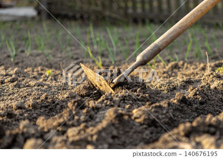 A metal hoe loosens dark soil in a vegetable garden during sunset, emphasizing agricultural labor, sustainable food cultivation, and the rewarding nature of backyard spring planting A metal hoe loosens dark soil in a vegetable garden during sunset, emphasizing agricultural labor, sustainable food cultivation, and the rewarding nature of backyard spring planting 140676195