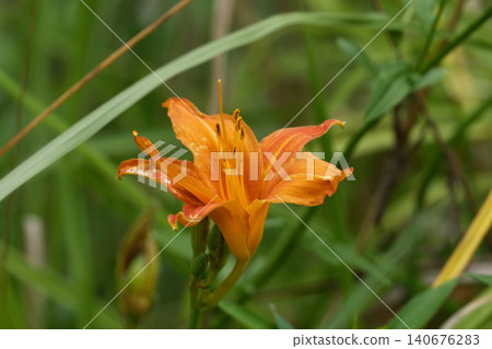 Nokanzu's flower 140676283