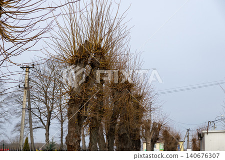 Pollarded trees with bare branches stand along a roadside under a gray winter sky, showcasing pruning techniques used for tree management and urban landscaping in a quiet park area Pollarded trees with bare branches stand along a roadside under a gray winter sky, showcasing pruning techniques used for tree management and urban landscaping in a quiet park area 140676307