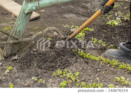 A gardener uses a sharp hoe to cultivate the soil in a vegetable plot, showing hard manual labor and rural agricultural activity during the spring planting season for better growth 140676554