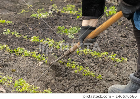 A gardener uses a handheld hoe to clear weeds from rich soil in an outdoor vegetable plot, highlighting the hard labor and dedication required for sustainable home food cultivation 140676560
