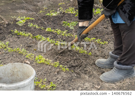 A gardener uses a hand hoe to loosen dark soil around young green parsley sprouts in a home vegetable patch, representing spring cultivation work and sustainable organic food production A gardener uses a hand hoe to loosen dark soil around young green parsley sprouts in a home vegetable patch, representing spring cultivation work and sustainable organic food production 140676562
