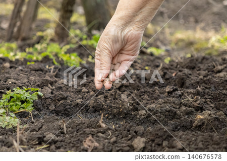 A senior person drops organic seeds into dark soil within a spring garden to promote growth and new beginnings through the traditional activity of sustainable home vegetable farming 140676578