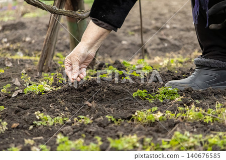 A senior person planting vegetable seeds in dark garden soil, highlighting the sustainable practice of organic backyard farming for fresh healthy home-grown food in the spring season A senior person planting vegetable seeds in dark garden soil, highlighting the sustainable practice of organic backyard farming for fresh healthy home-grown food in the spring season 140676585