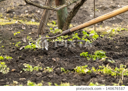 A garden hoe breaks through dark soil in a vegetable patch to remove weeds, illustrating sustainable organic farming practices and the hard work needed for a healthy garden A garden hoe breaks through dark soil in a vegetable patch to remove weeds, illustrating sustainable organic farming practices and the hard work needed for a healthy garden 140676587