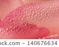 Fresh morning dew on a delicate pink rose in macro 140676634