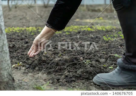 A senior hand planting seeds into rich dark soil in a spring vegetable garden, illustrating the dedication to sustainable food production and the connection to nature and earth 140676705
