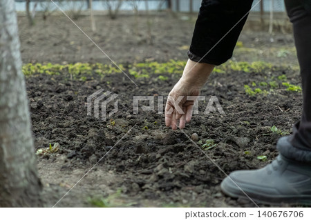 A senior hand carefully planting a seed in the dark fertile soil of a home garden, highlighting the traditional seasonal preparation for spring growth and sustainable food cultivation A senior hand carefully planting a seed in the dark fertile soil of a home garden, highlighting the traditional seasonal preparation for spring growth and sustainable food cultivation 140676706
