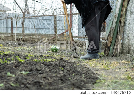 A senior person stands in a vegetable garden holding a long handled metal hoe during spring, conveying the quiet persistence of agricultural labor and seasonal preparation of soil 140676710