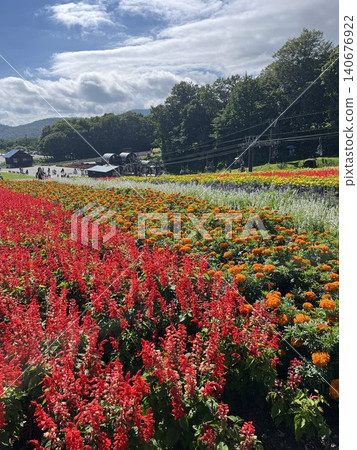 夏季,坦巴拉薰衣草公園裡遍地盛開著花朵。 夏季,坦巴拉薰衣草公園裡遍地盛開著花朵。 140676922