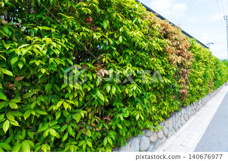 Beautiful spring hedges Beautiful spring hedges 140676977