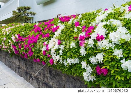 Beautiful spring hedges 140676980