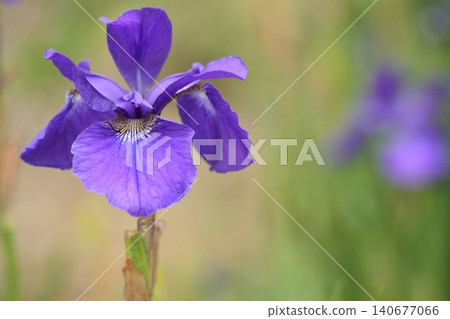 Iris flower Iris flower 140677066
